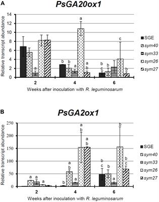 Gibberellins Inhibit Nodule Senescence and Stimulate Nodule Meristem Bifurcation in Pea (Pisum sativum L.)